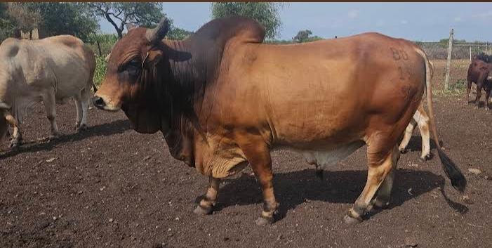 Cattle